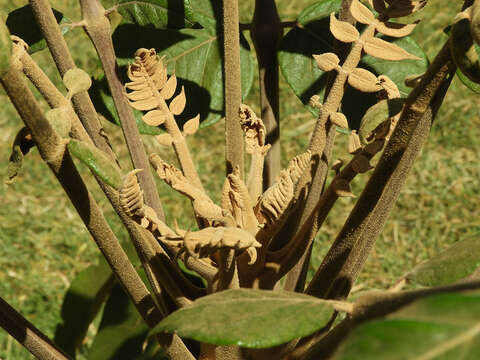 Image of Parasol tree