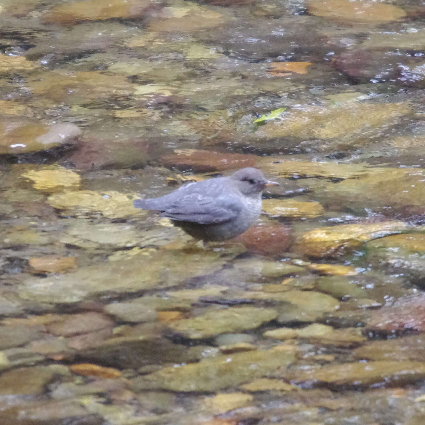 Image of American Dipper