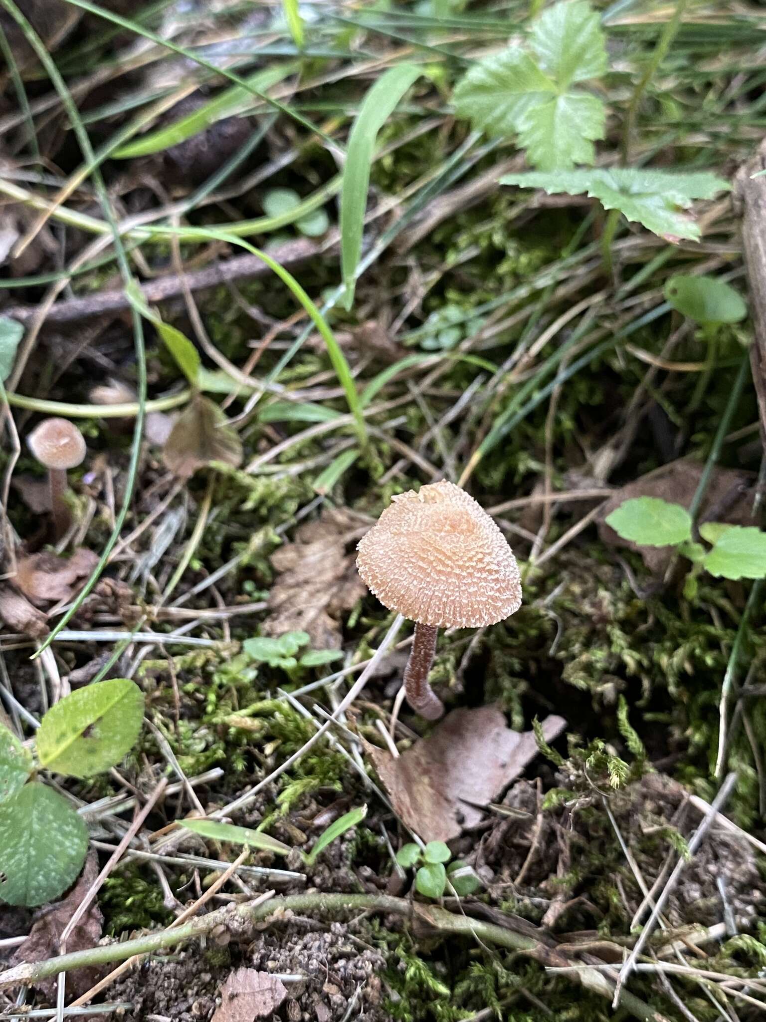 Image of Inocybe calospora Quél. 1881