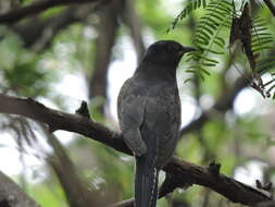 Image of Grey-bellied Cuckoo