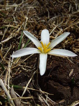 Imagem de Zephyranthes andina (R. E. Fr.) Traub