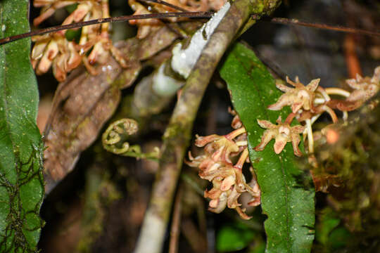 Image of Xylobium leontoglossum (Rchb. fil.) Benth. ex Rolfe