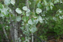 Image of Common Aspen Leaf Miner