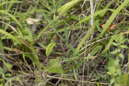 Image of Lathyrus blepharicarpus Boiss.