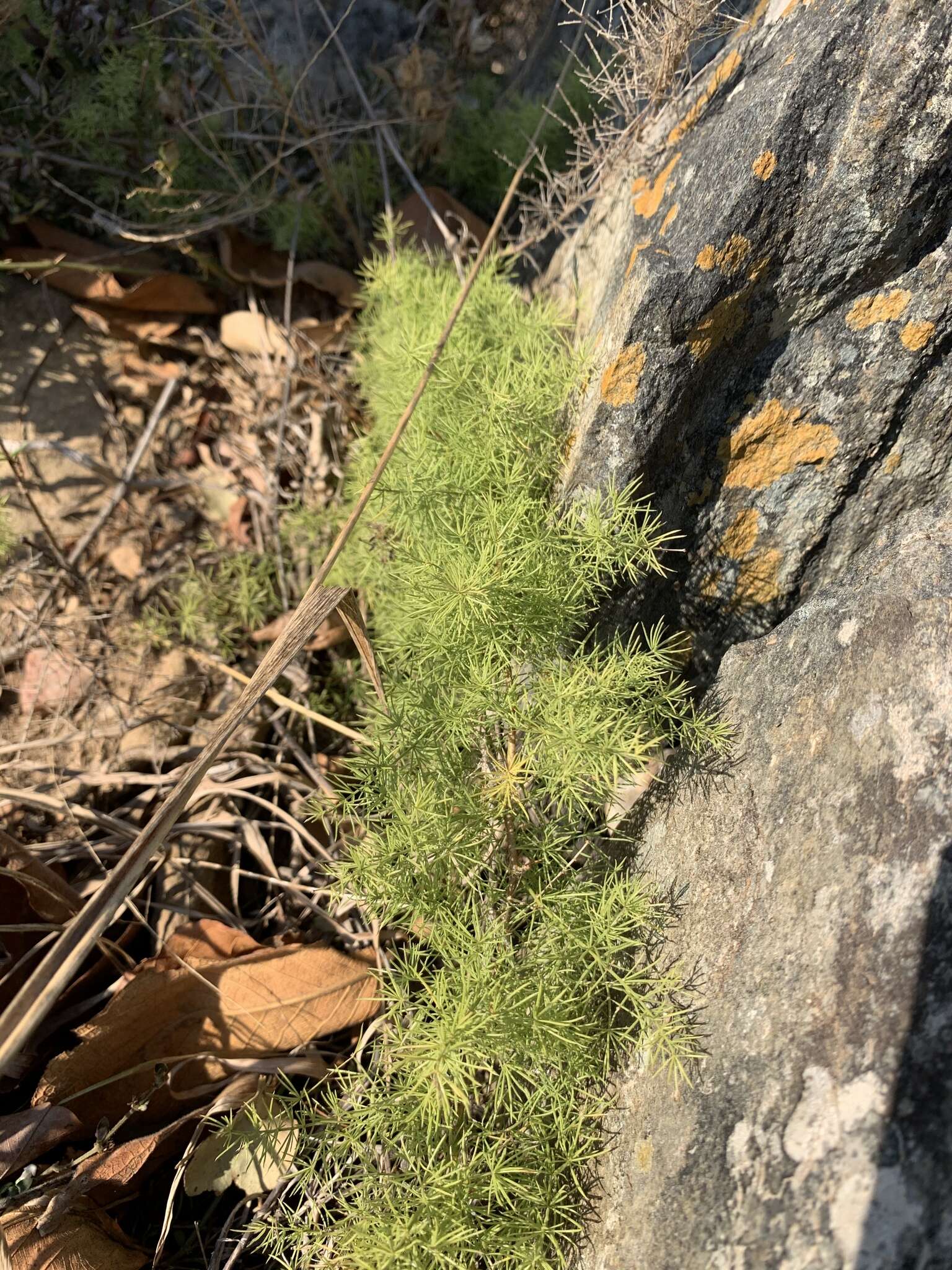 Image of Asparagus minutiflorus (Kunth) Baker