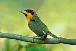 Image of Lemon-throated Barbet