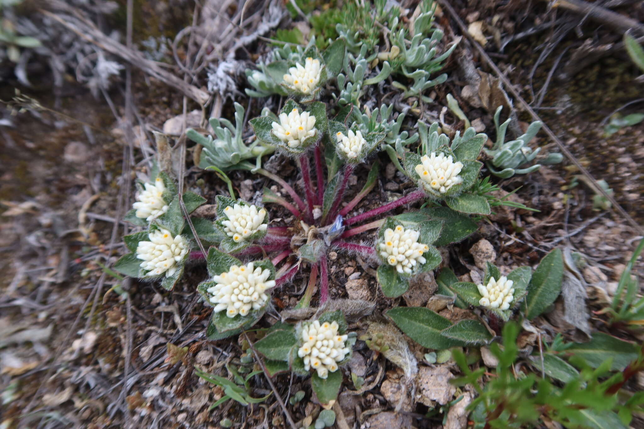 Sivun Gomphrena meyeniana Walp. kuva