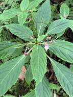 Image of Impatiens devolii T. C. Huang