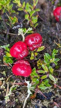 Image of Gaultheria tasmanica (Hook. fil.) D. J. Middleton