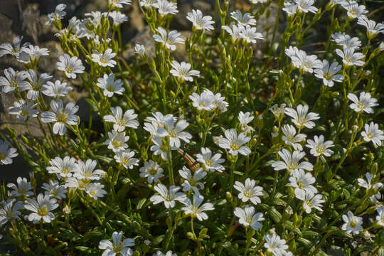 Imagem de Cerastium utriense G. Barberis