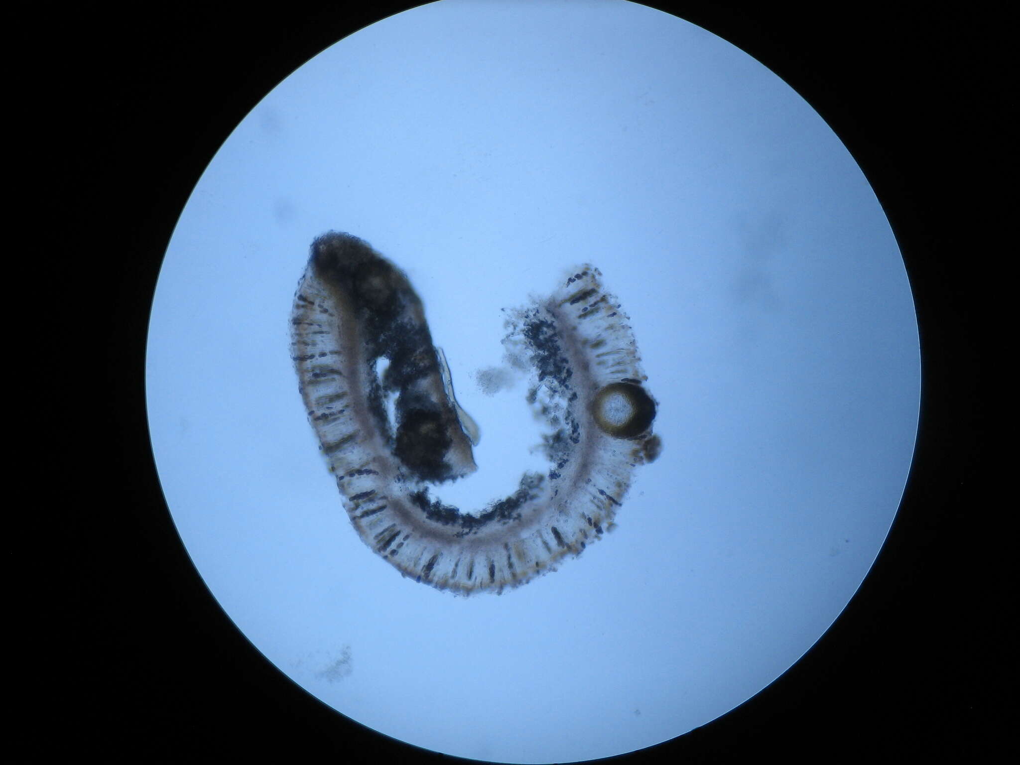 Image of Didymocyrtis epiphyscia Ertz & Diederich 2015