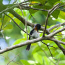 Image of Samoan Flycatcher