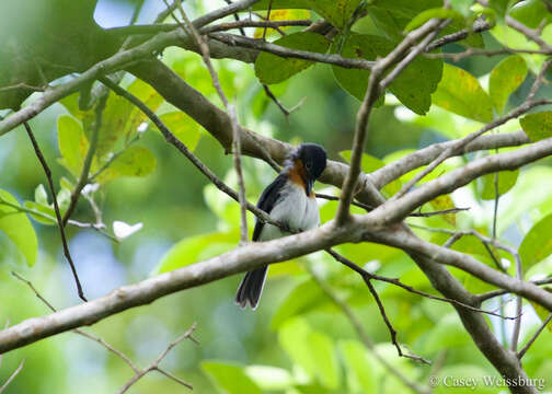 Image of Samoan Flycatcher