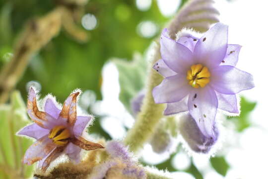 Image of naranjilla