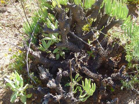 Image of Tylecodon wallichii subsp. ecklonianus (Harv.) H. Tölken