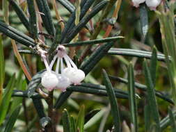 Image of Andromeda polifolia L.