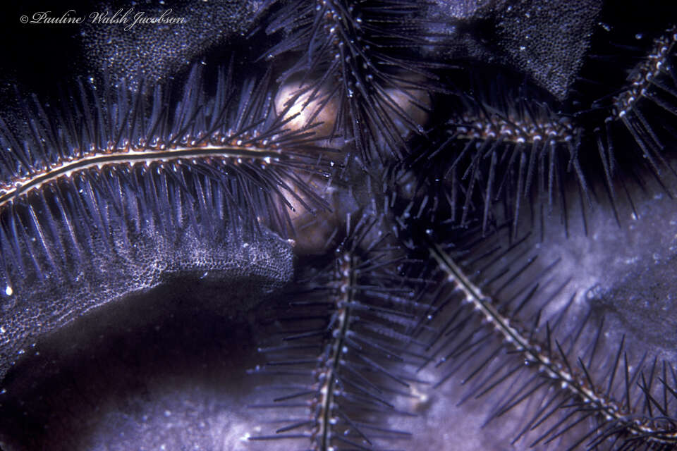 Image of Sponge brittle star