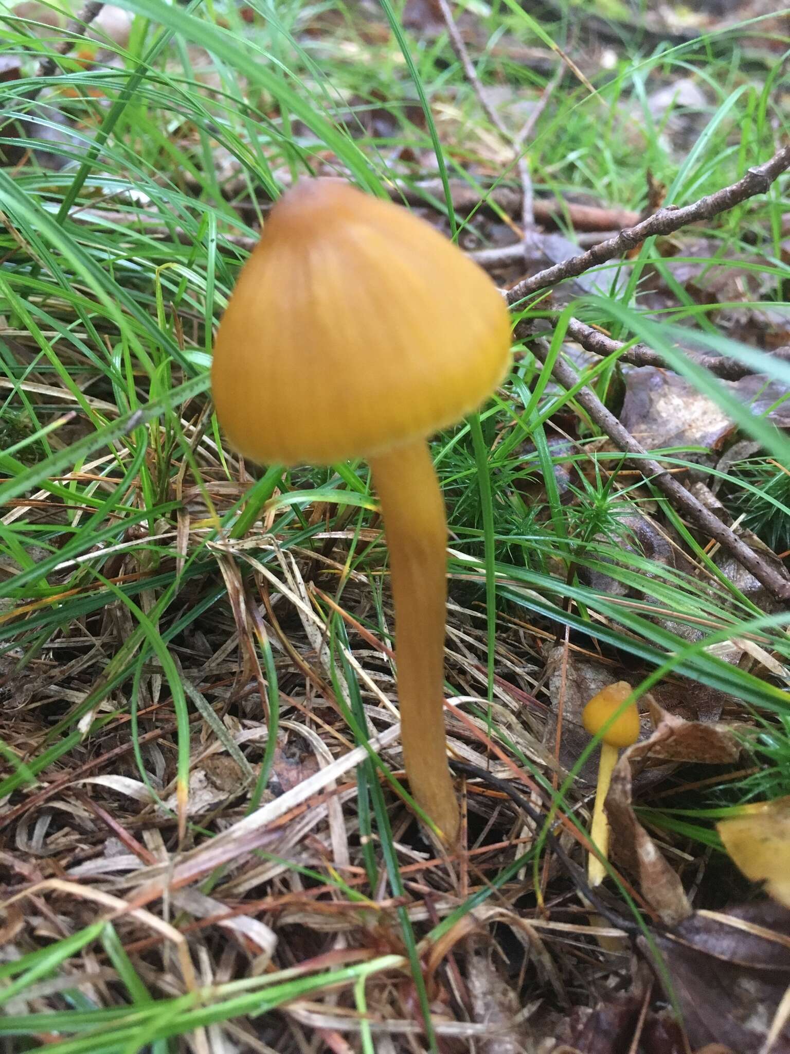 Image of Entoloma luteum Peck 1902