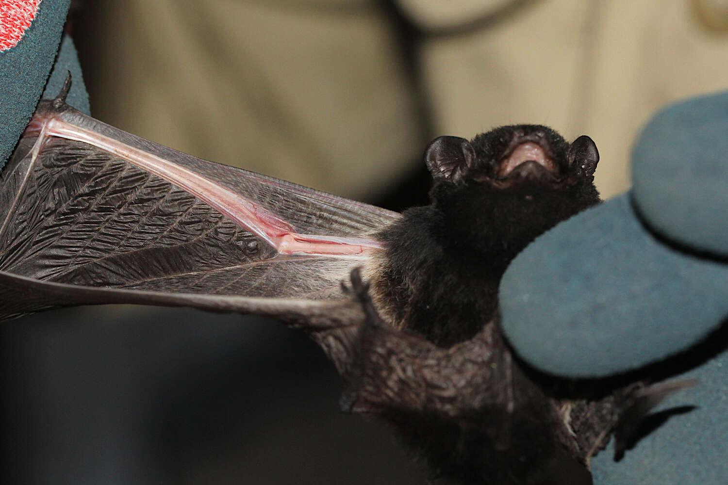 Image of Pied bats; Wattled bats.