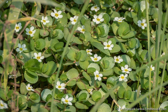 Image of Gila River Water-Hyssop