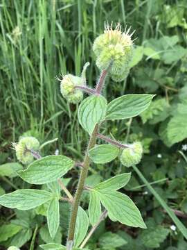 Image of Oregon phacelia