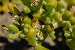 Image of Tetraena fontanesii (Webb & Berthel.) Beier & Thulin