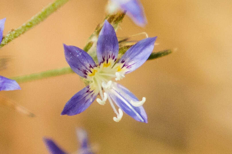 Image of sapphire woollystar