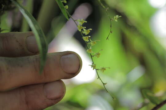 Image of Oncidium macrobulbon (Kraenzl.) M. W. Chase & N. H. Williams