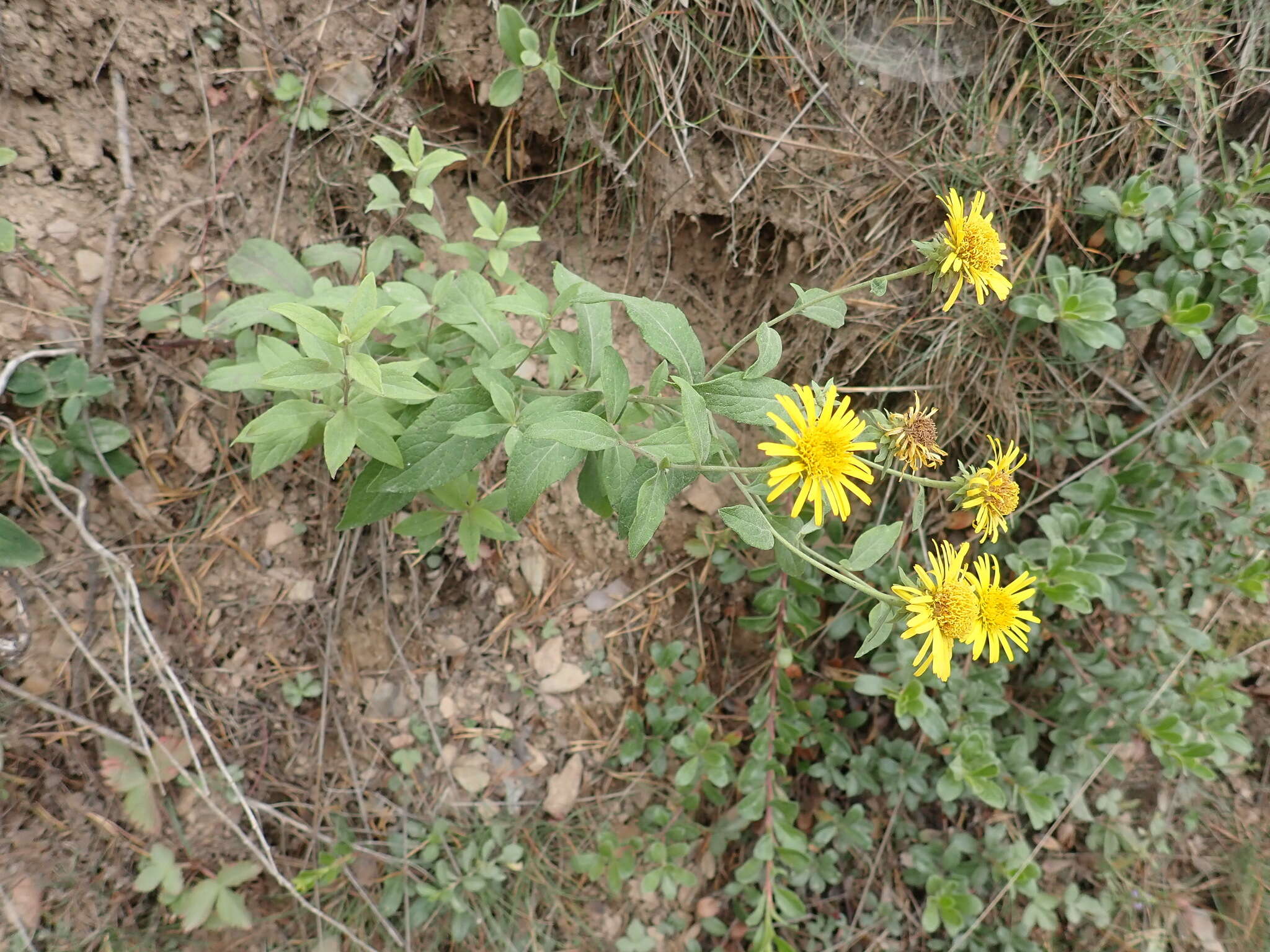 Image of Pentanema helveticum (Weber) D. Gut. Larr., Santos-Vicente, Anderb., E. Rico & M. M. Mart. Ort.