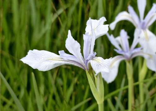 Image of Rocky Mountain iris