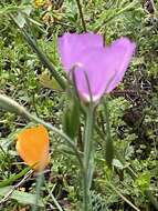 Plancia ëd Clarkia lewisii P. H. Raven & D. R. Parnell