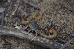 Image of California Common Scorpion