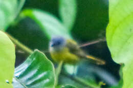 Image of White-shouldered Tanager