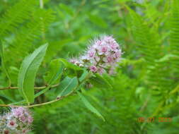 Image of willowleaf meadowsweet