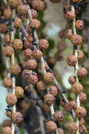 Image of Ficus minahassae (Teijsm. & De Vriese) Miq.