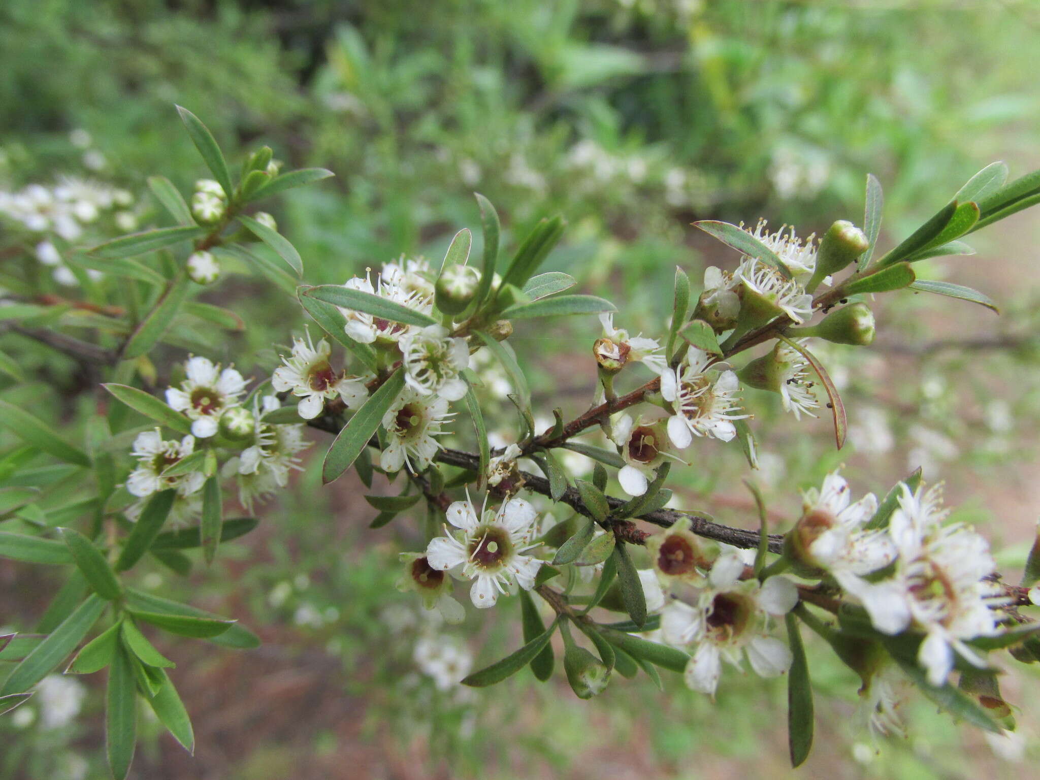 Plancia ëd Kunzea robusta de Lange & Toelken