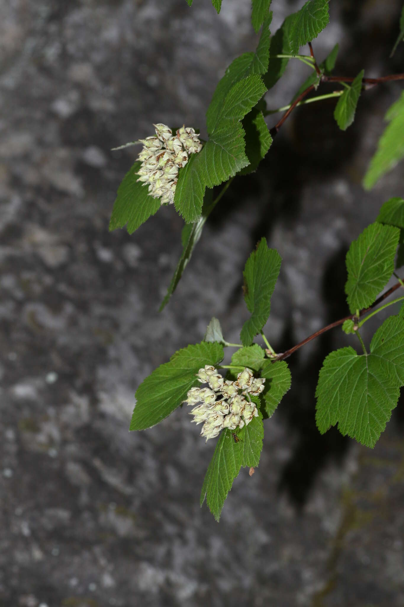 Plancia ëd Physocarpus amurensis (Maxim.) Maxim.