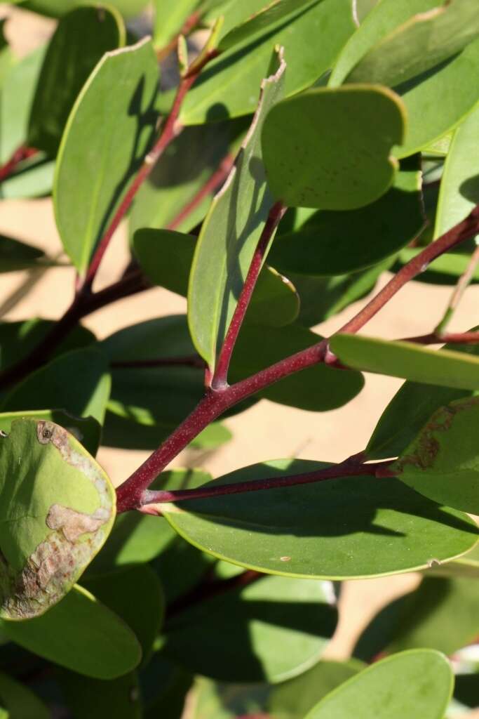 Plancia ëd Pterocelastrus tricuspidatus (Lam.) Walp.