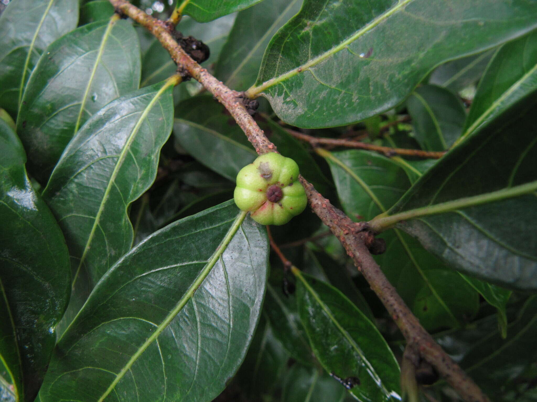 صورة Phyllanthus hohenackeri Müll. Arg.