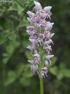 Orchis galilaea (Bornm. & M. Schulze) Schltr. resmi