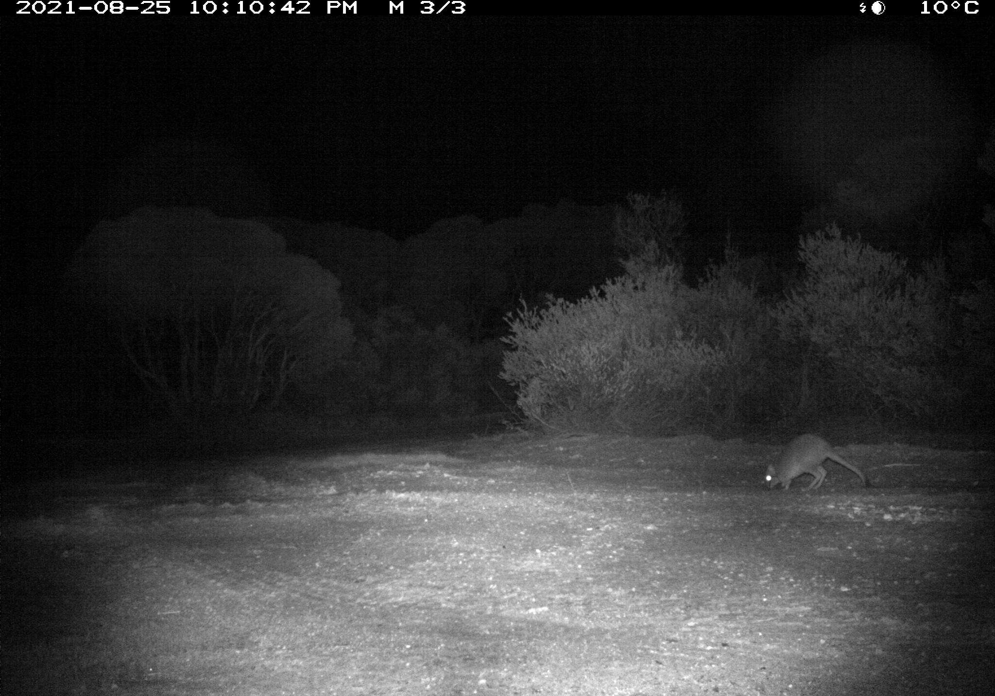 Image of Brush-tailed Bettong