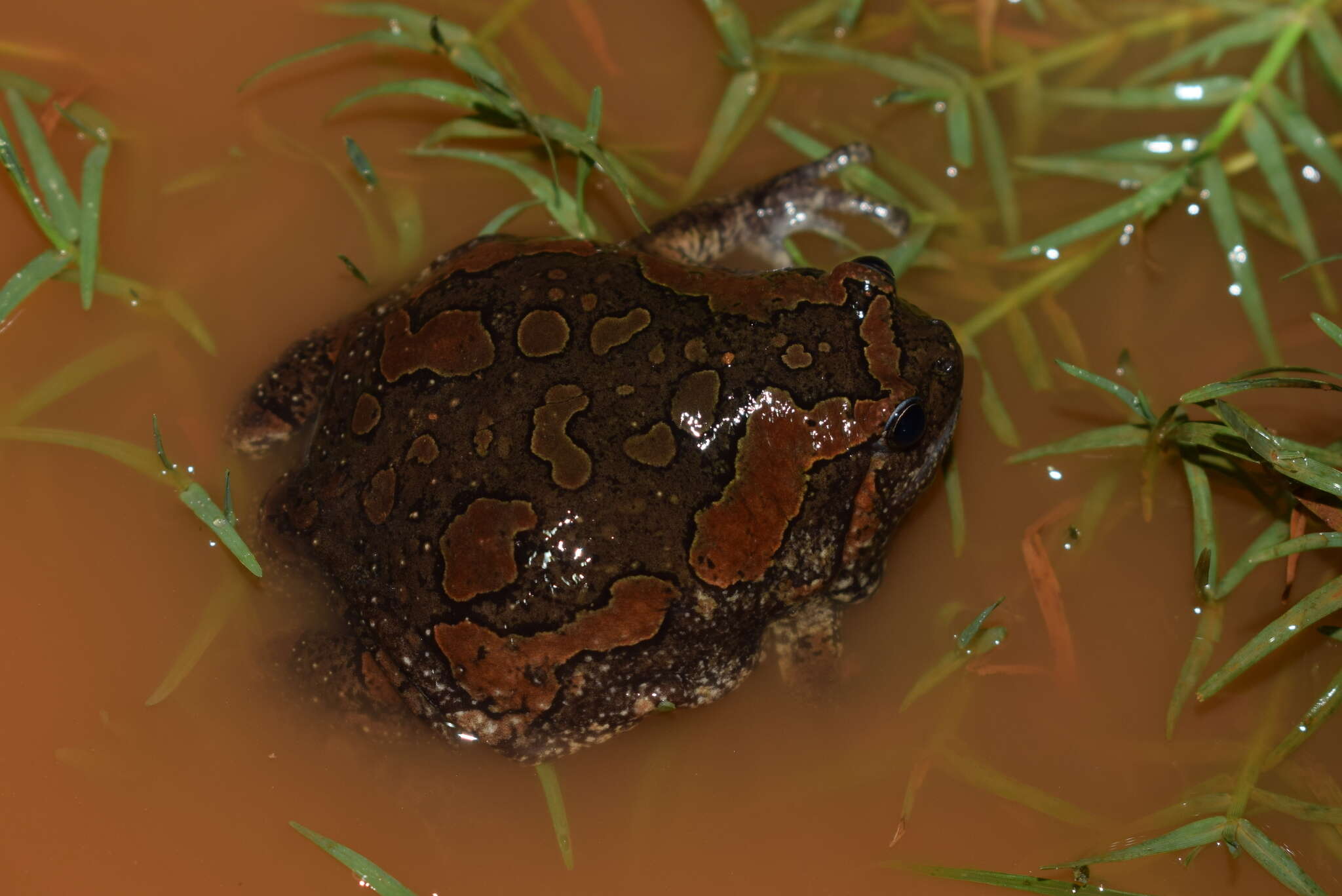 صورة Uperodon taprobanicus (Parker 1934)