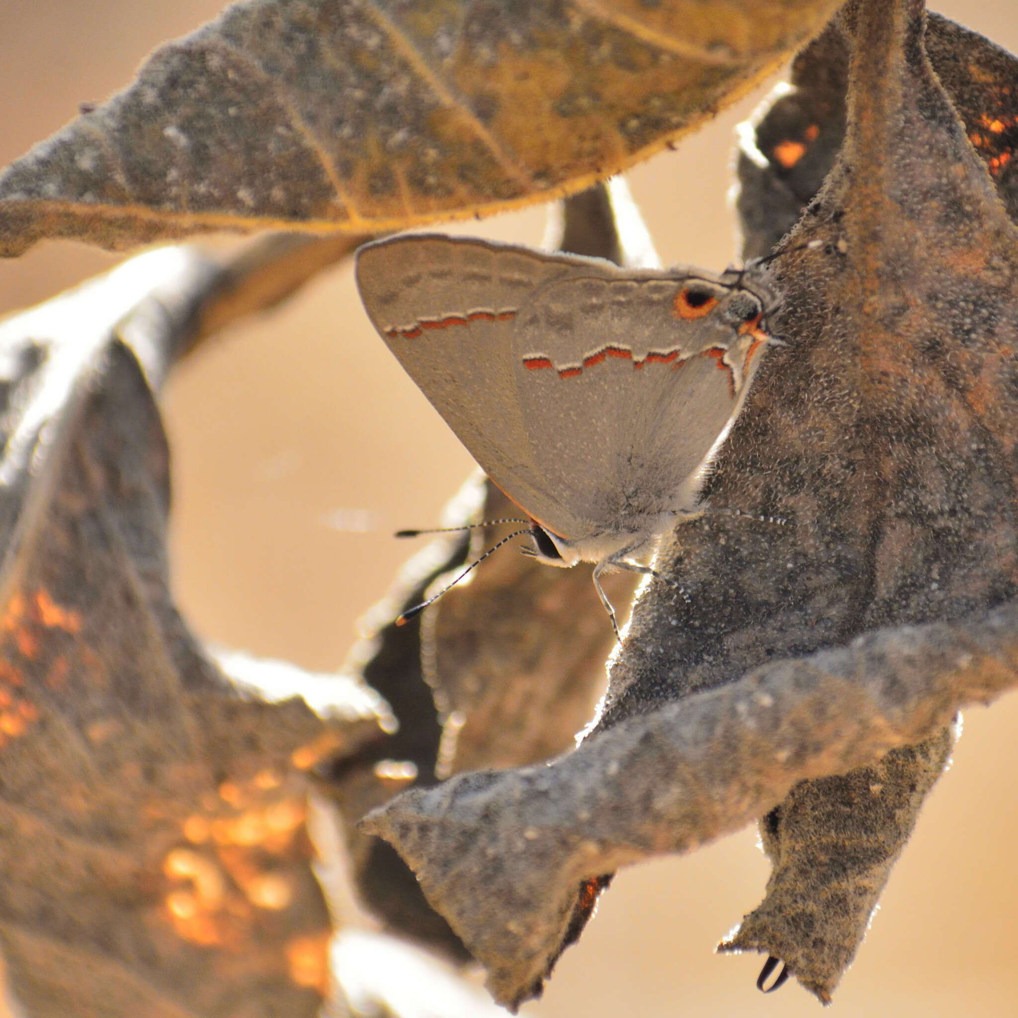 Image of Red-lined Scrub-Hairstreak