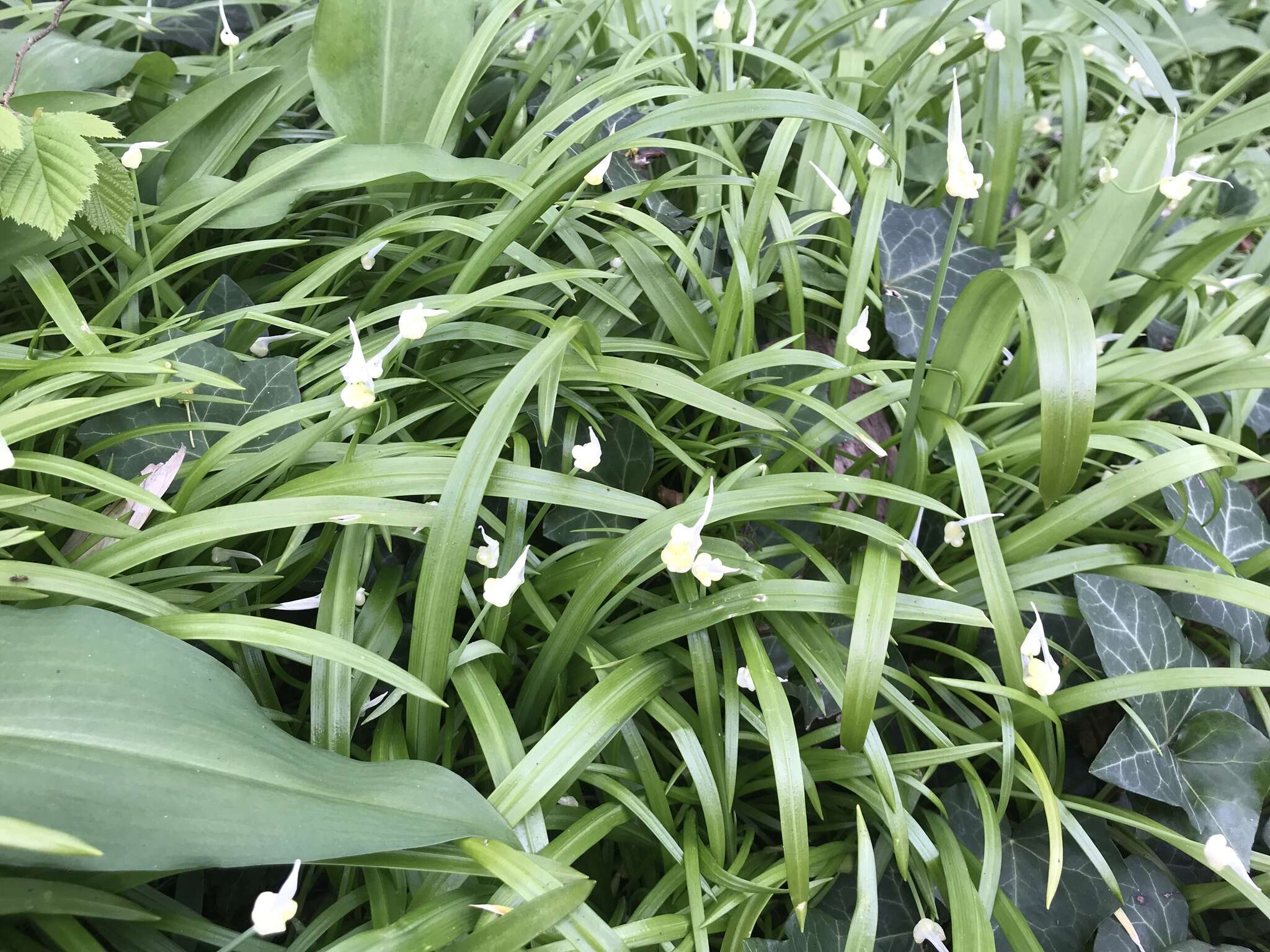 Image of few-flowered leek