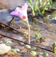 Sivun Oxalis oculifera E. G. H. Oliver kuva