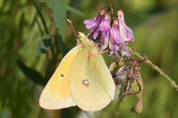 Imagem de Colias canadensis Ferris 1982