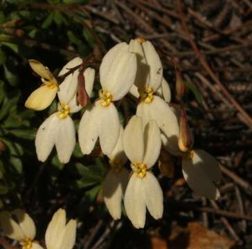 Image of Stylidium rupestre Sond.