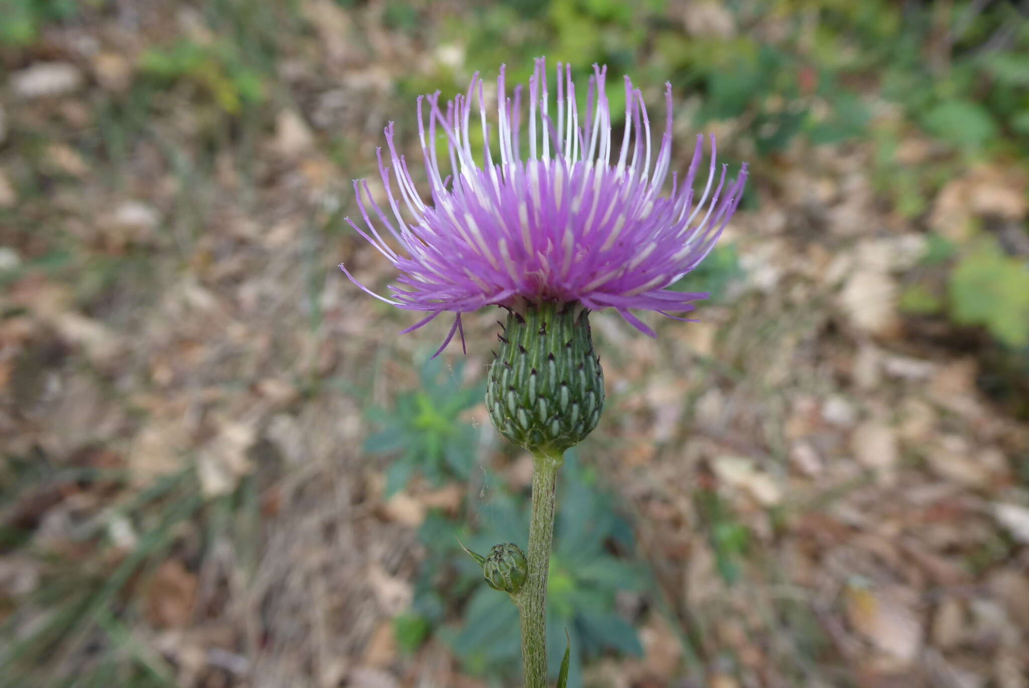 Imagem de Cirsium monspessulanum (L.) Hill