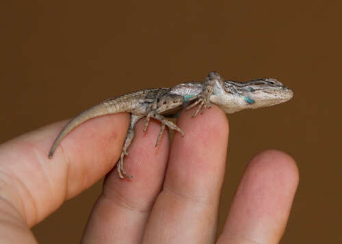 Image of Sceloporus tristichus Cope 1875