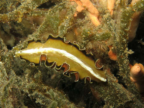 Image of Frilly baby poo flatworm